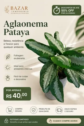 Aglaonema planta