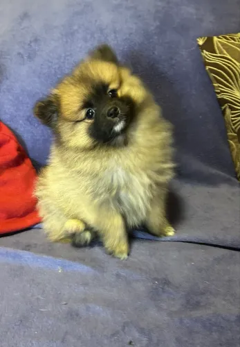 Vendo filhote de spitz alemão Lulu da pamerania macho
