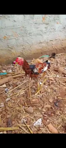 Frango índio.gigante