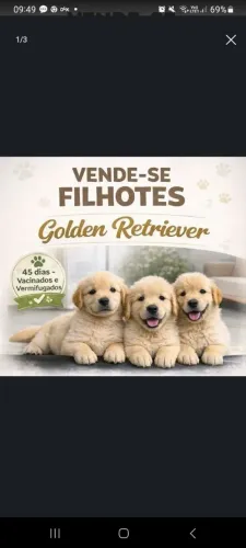 GOLDEN RETRIVER ESTILO EUROPEU R$3000