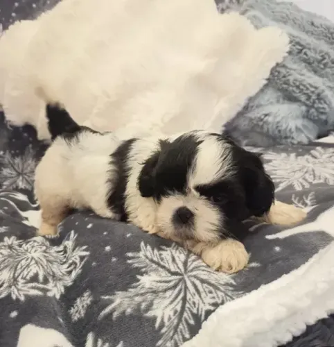 Filhote Shih Tzu | Um Pequeno Companheiro Cheio de Amor