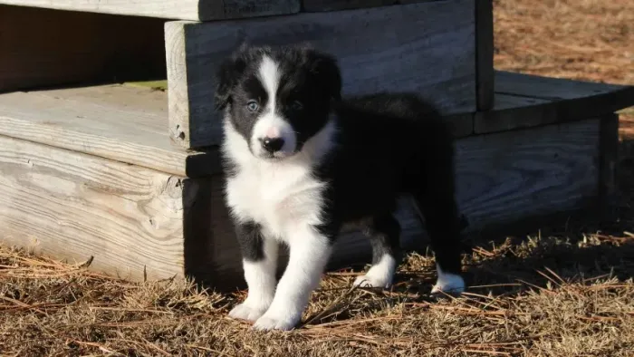 Filhotes de Border Collie | O carinho de um filhote de cachorro aquece o coração.
