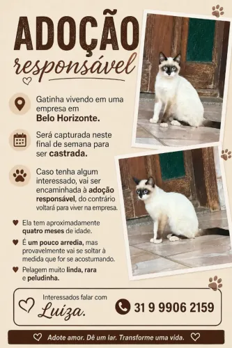Gato