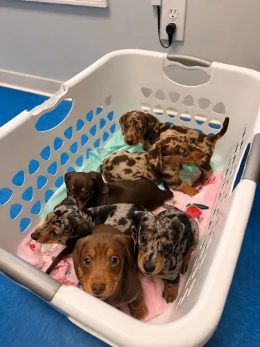 Dachshund 