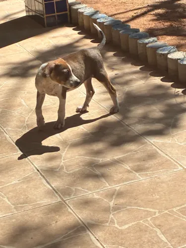Cachorrinho para adoção