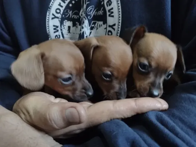 Filhotes Machos de Basset Arlequim 
