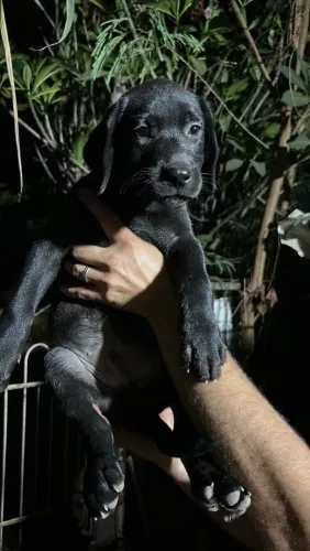 Vende-se filhote de labrador Retriever