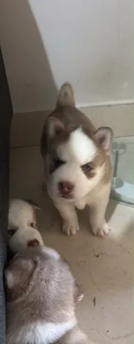 Filhotes de Husky siberiano 