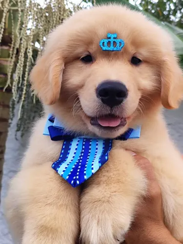 Filhotes Golden Retriever liberados para entrega 