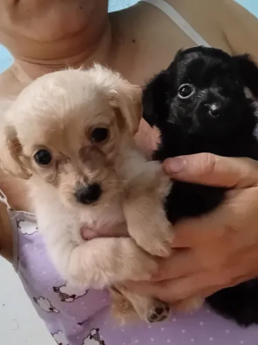 Filhotes de Poodle Toy misturado com Pinscher