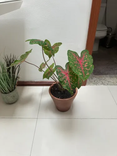 Lindo caladium(tajá) em vaso de barro