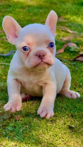 Bulldog Francês, macho Platinum, Canil O'malley Bull's 