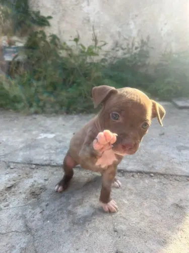 Pitybull 