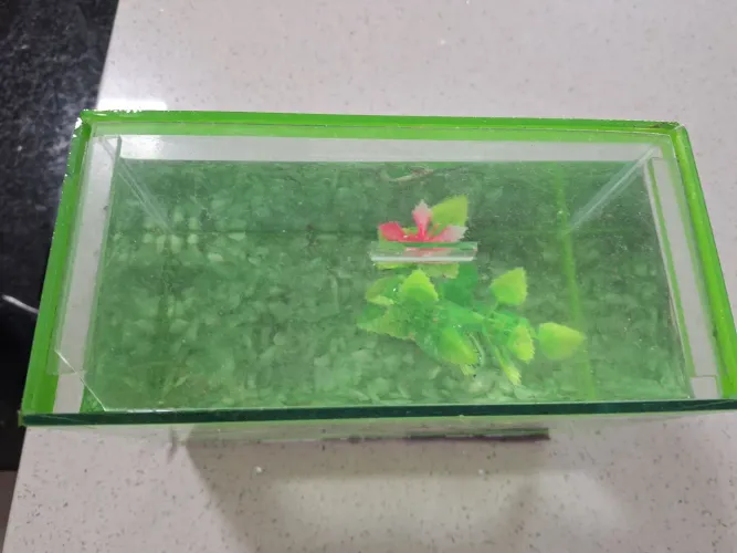 Aquário para peixe Beta