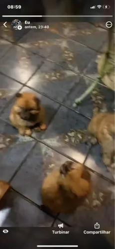 Chow Chow