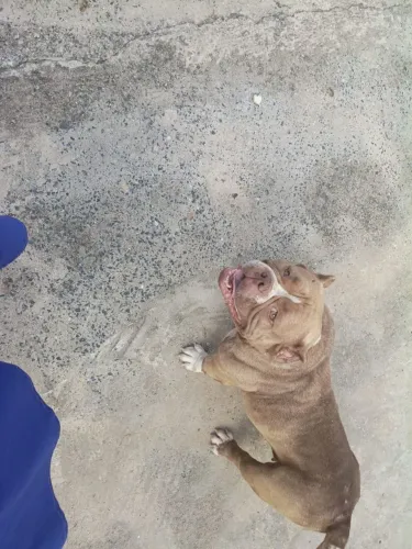 Doação de cachorra 