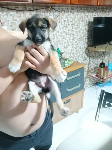 Cachorro ? pastor alemão