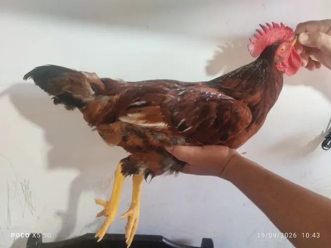 Rhode Island Red