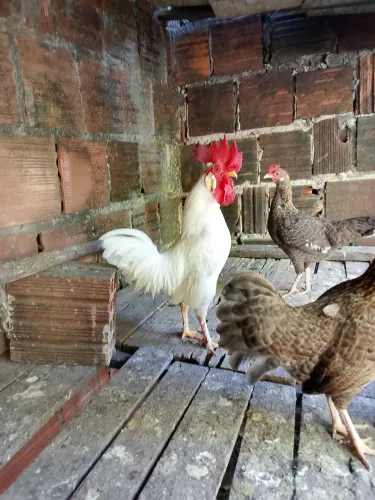 Vendo Galo Garnisé, perreche adulto.