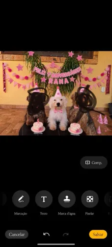 Biewer terrier branca