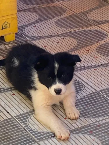 Filhote de Border Collie 