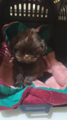 Filhote Shih Tzu - Pequeno no Tamanho, Gigante no Amor