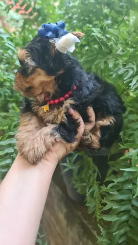 Yorkshire mini