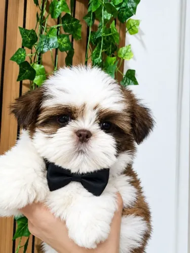 Shihtzu seu amigo