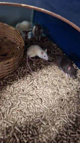 Doação Rato Twister