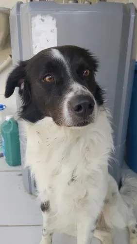 CACHORRO PARA ADOÇÃO