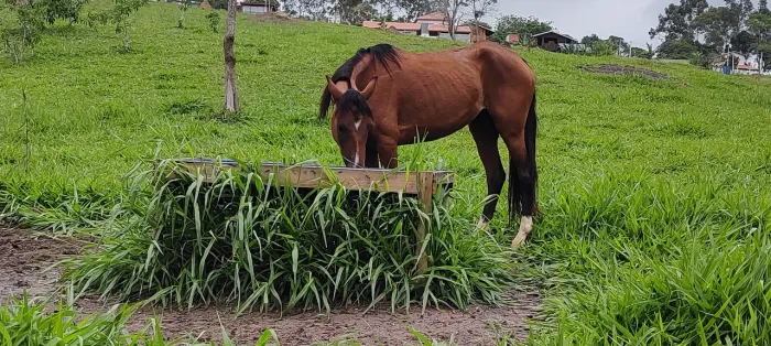 Vendo égua nova
