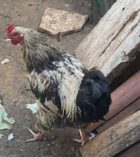 Galo pra comer ou criar capoeira pesado pesando mais de 5 kg.