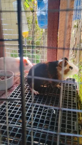 Porquinhos da índia a venda