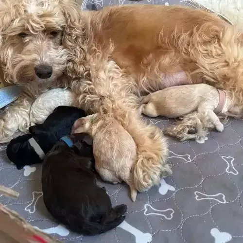 lindos e peludinhos otimos para todaa familia Respondo pelo 9.9751.6491