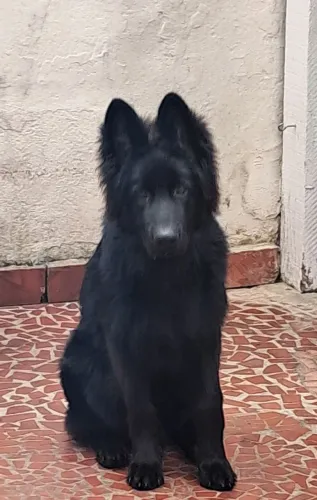 Pastor Alemão