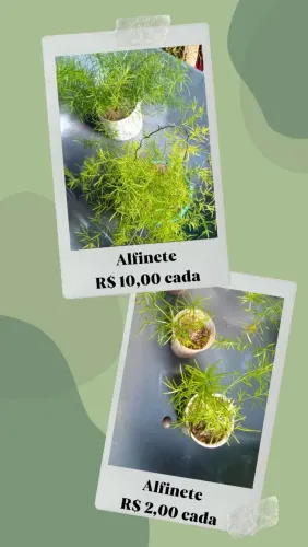 VENDE-SE PLANTA ALFINETE