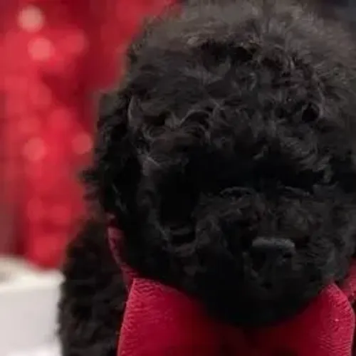 Poodle,Poodle Filhote Top Padrão da Raça