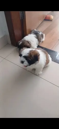 Cachorro raça Shitzu (machos)