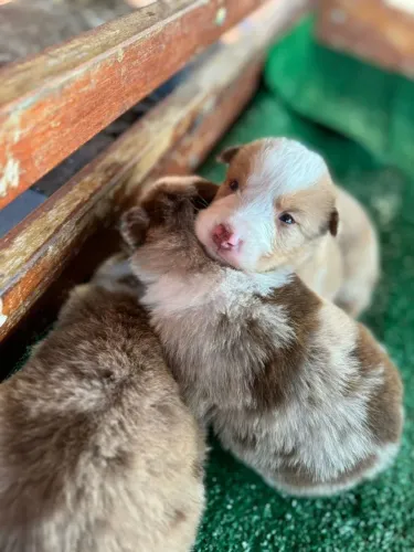 Border Collie _ Ama pegar um bolinha. 