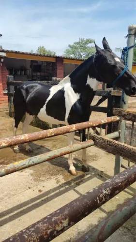 Égua campolina