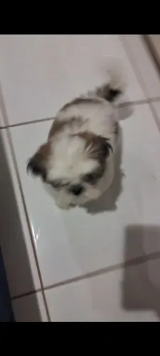 Shitzu fêmea 3 meses VACINADA