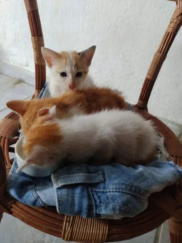 Gatinhos fofinhos para adoção responsável 