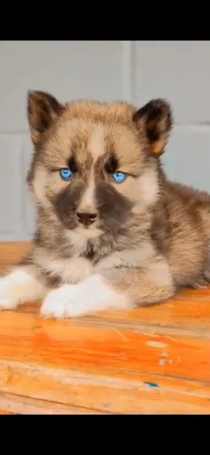 Husky Siberiano ? Filhotes Disponíveis | Reserve o Seu