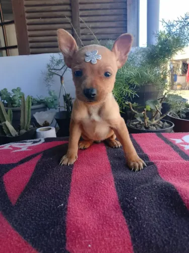 Pinscher fêmea 0