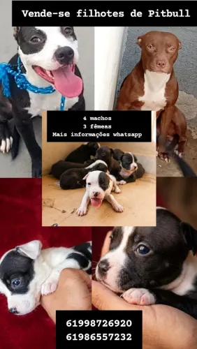 Vende-se filhotes de pitbull 