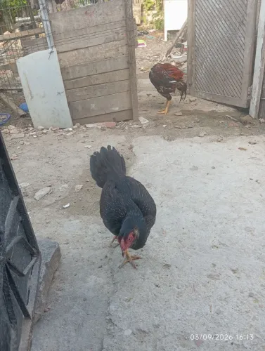Galinha Indiana