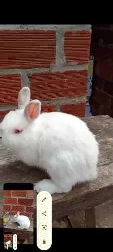 Netherlands dwarf, mini coelho, coelho anão a venda!