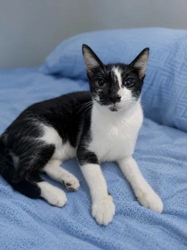 Gatinho castrado pra adoção