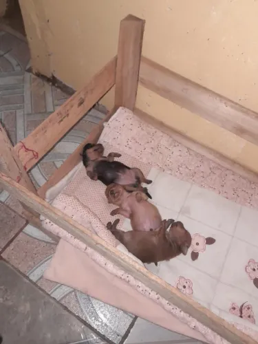 Cachorro pinscher puro