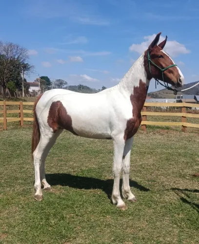 Potra mangalarga marchador